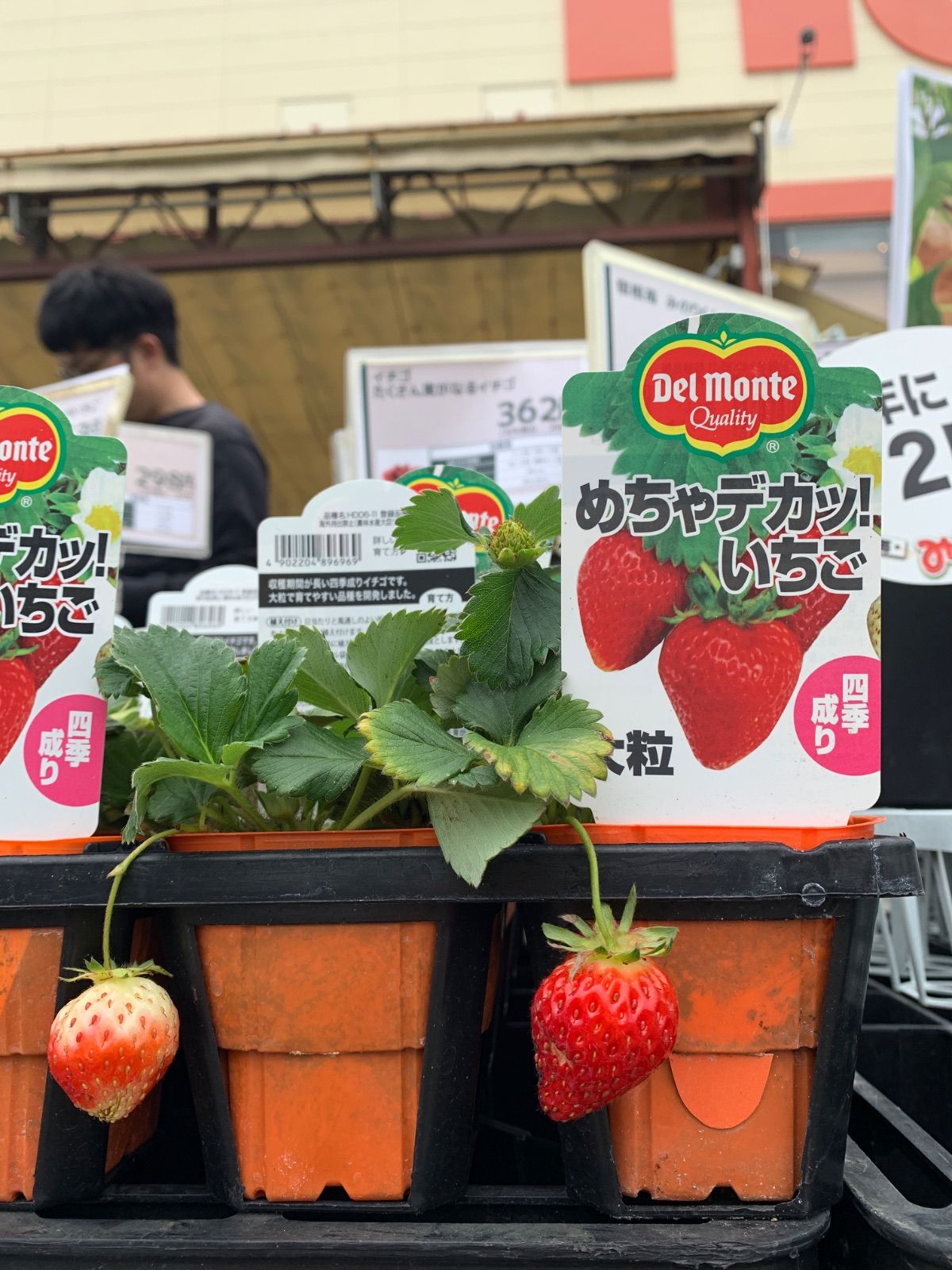 いちご苗 - メルカリ