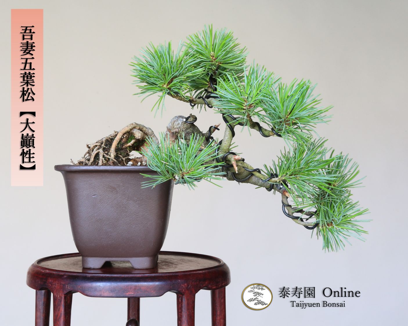 みーな 泰寿園 Online】 吾妻五葉松【大巓性】ダイテンショウ 小品盆栽