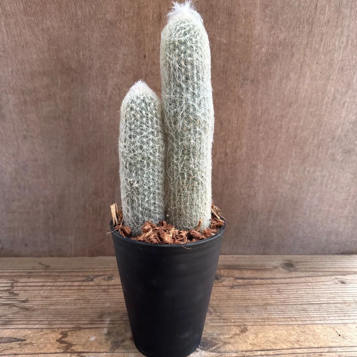 サボテン 柱サボテン XL 【首都圏限定】 | 観葉植物の通販 AND PLANTS