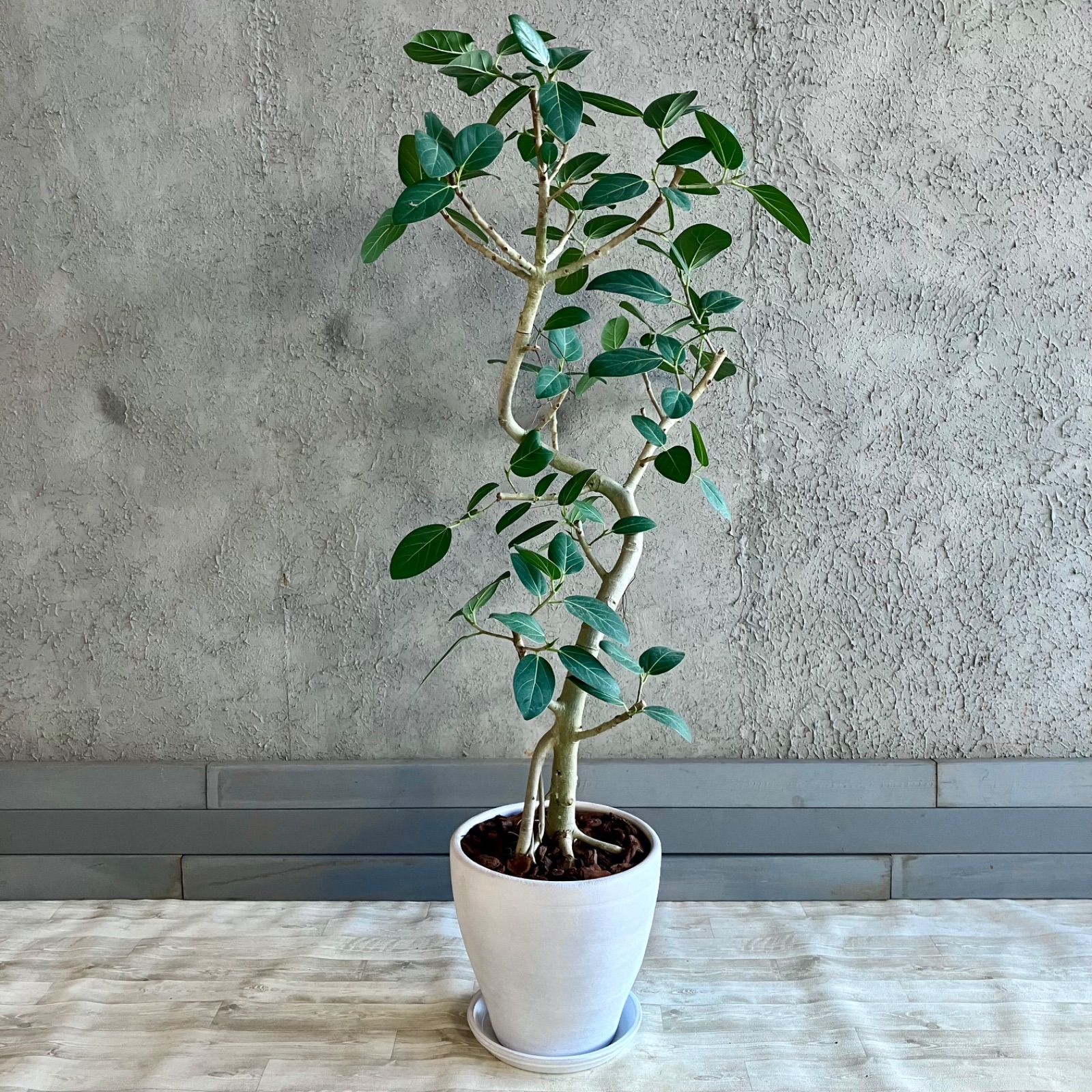 美形さん フィカス ベンガレンシス 大型 6号 曲がり 744 美形さん フィカス ベンガレンシス 大型 6号 曲がり 744 厳選された