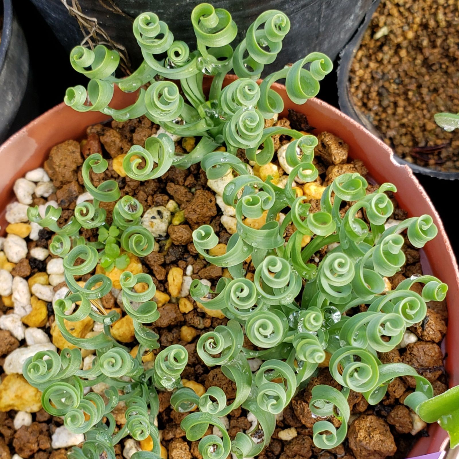 アルブカ【コンコルディアナ】3.5号鉢 多肉 植物 ビザール