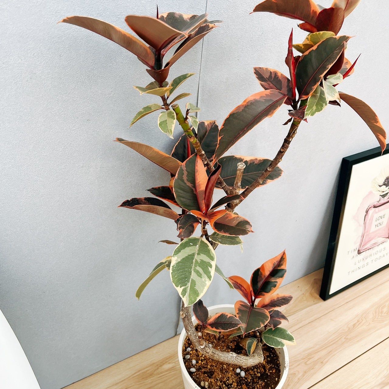現品］♡おしゃれ♡ 97番 フィカスルビー 曲がり 8号 観葉植物