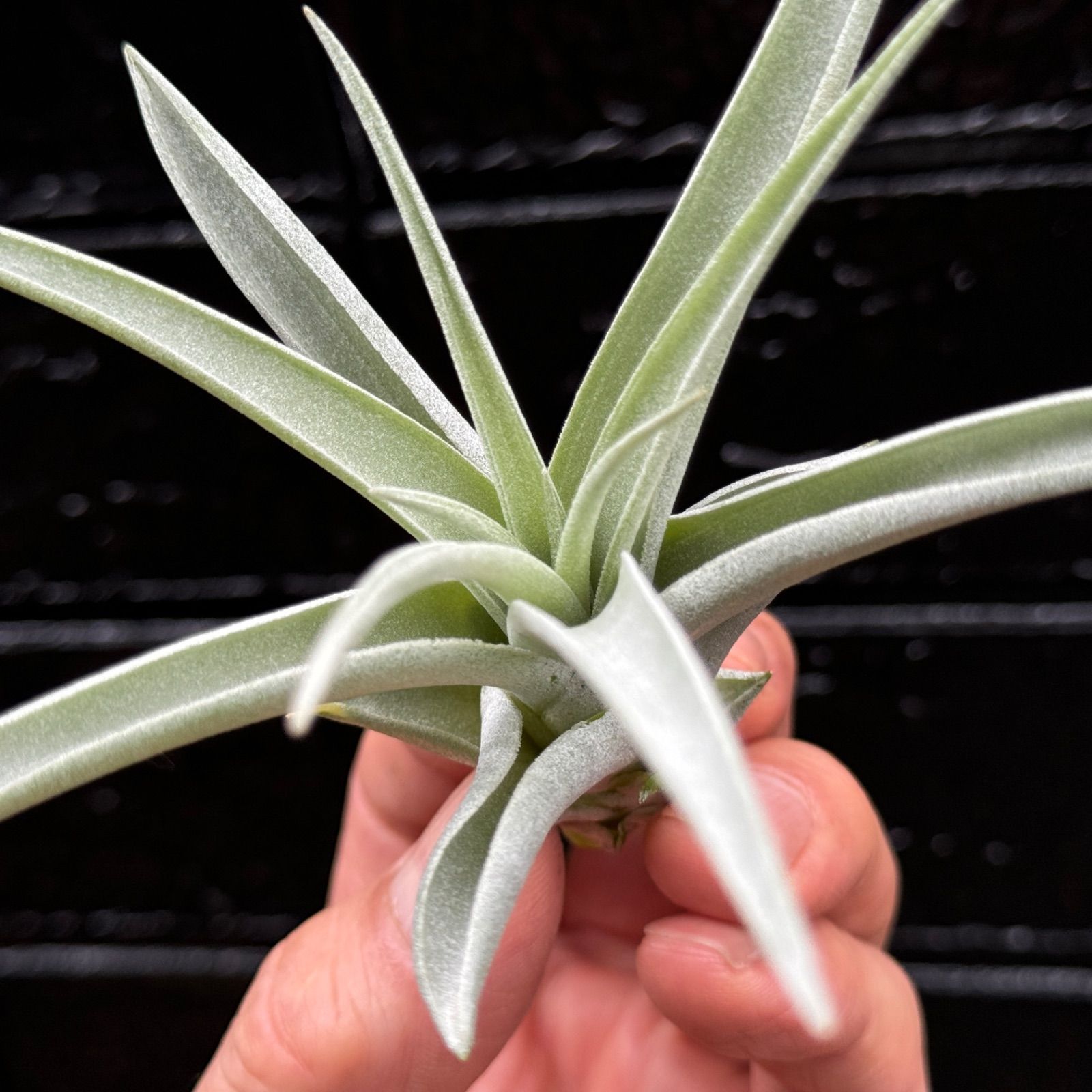 チランジア ハリシー × キセログラフィカ チランジア ハリシー × キセログラフィカ Tillandsia harrisii