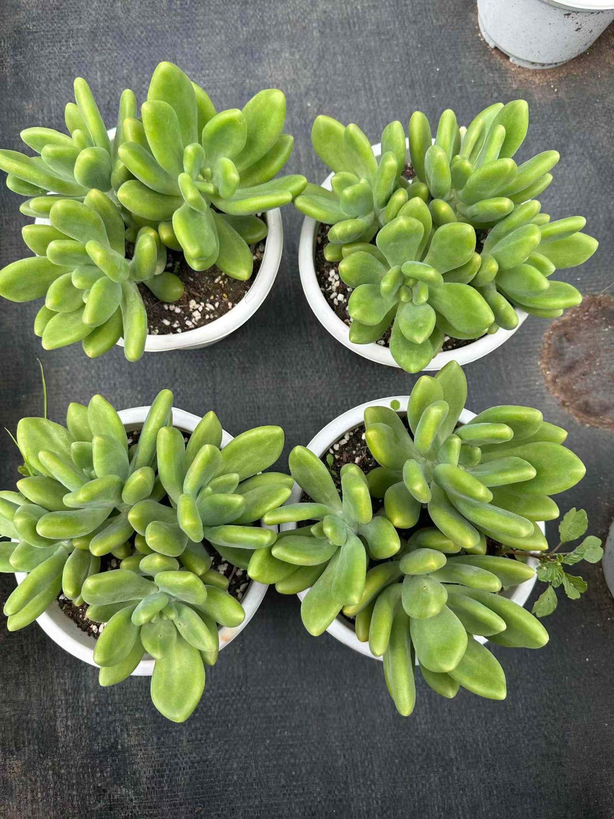 ZAN2×12 キンセン 抜き苗 多肉植物 アエオニウム エケベリア 韓国苗 STEELWINDOWSANDDOORS_COM