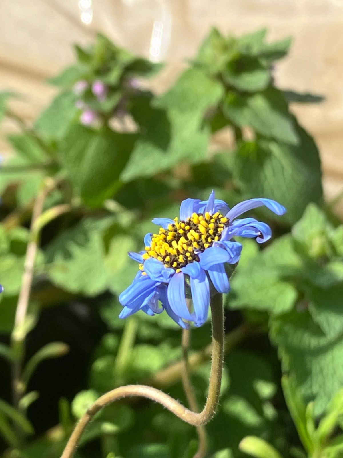 キングフィッシャーデージー20粒 - メルカリ