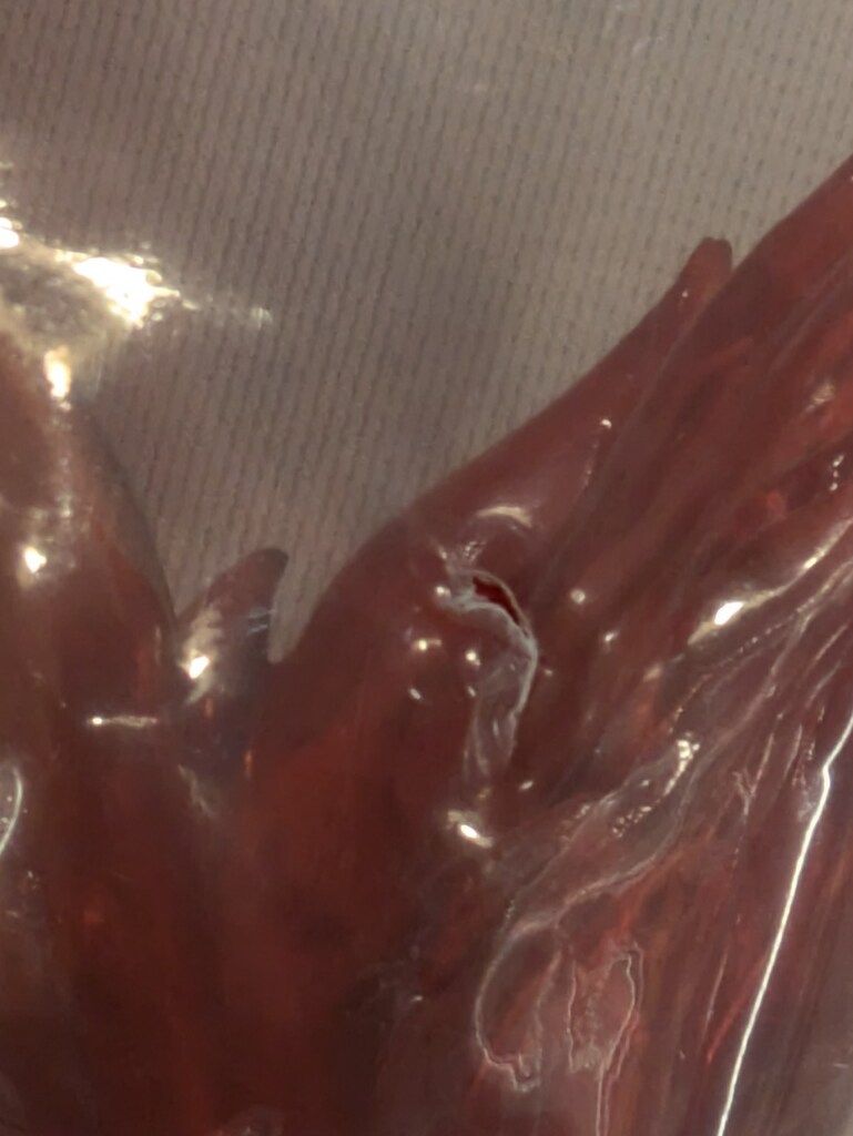 ファイブスタートイ NSC-New chapter SpiceSeed マリポーサ モクテスマ