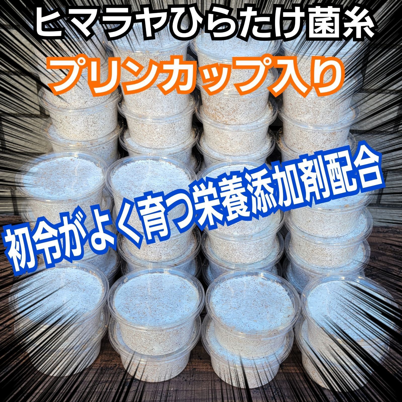 特選 ヒマラヤひらたけ菌糸カップ120 ml セット 初令 2令幼虫 栄養添加剤配合 オオクワガタ ニジイロ ヒラタ ノコギリに