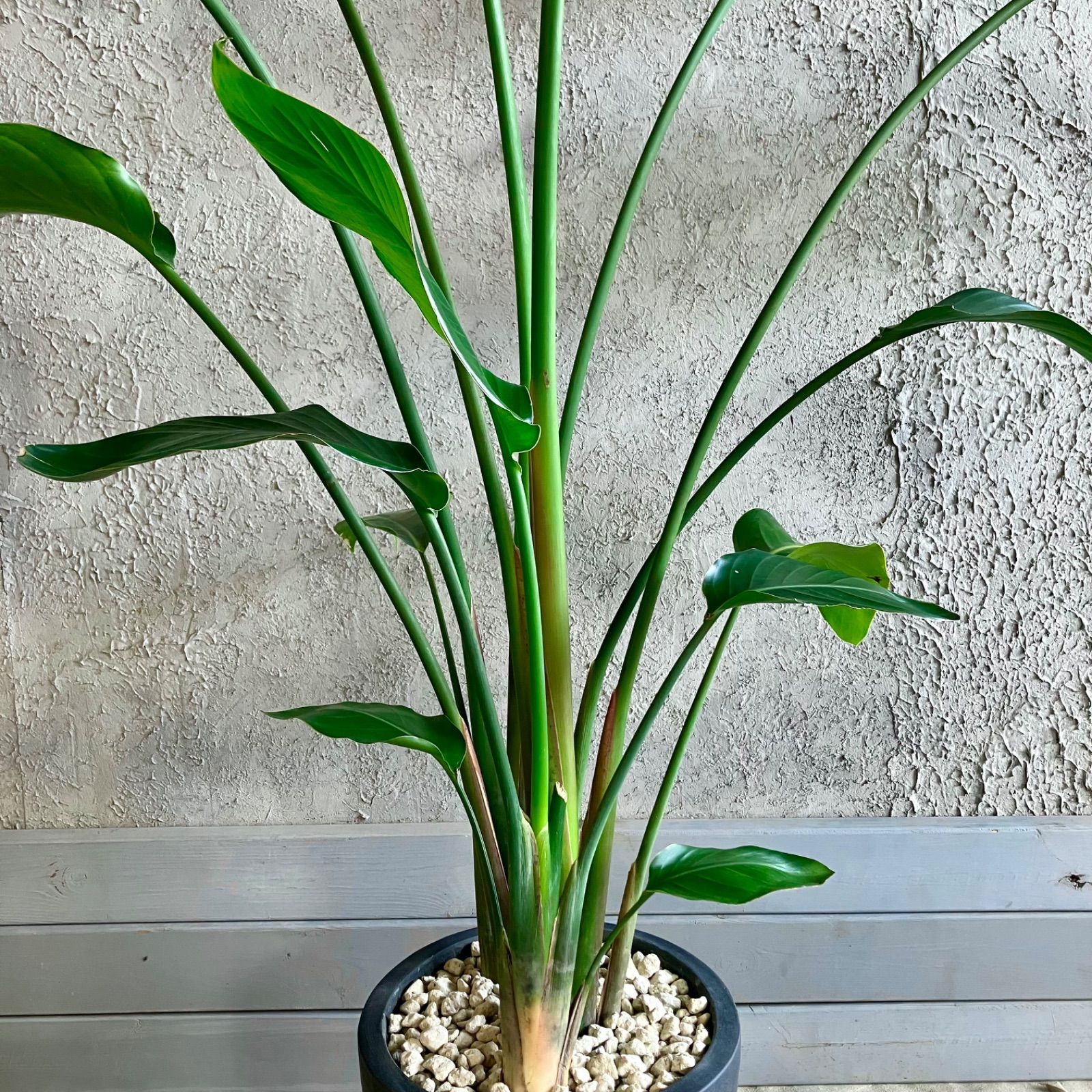 大型 美形 ストレリチア オーガスタ 10号 テラコッタ鉢植え 