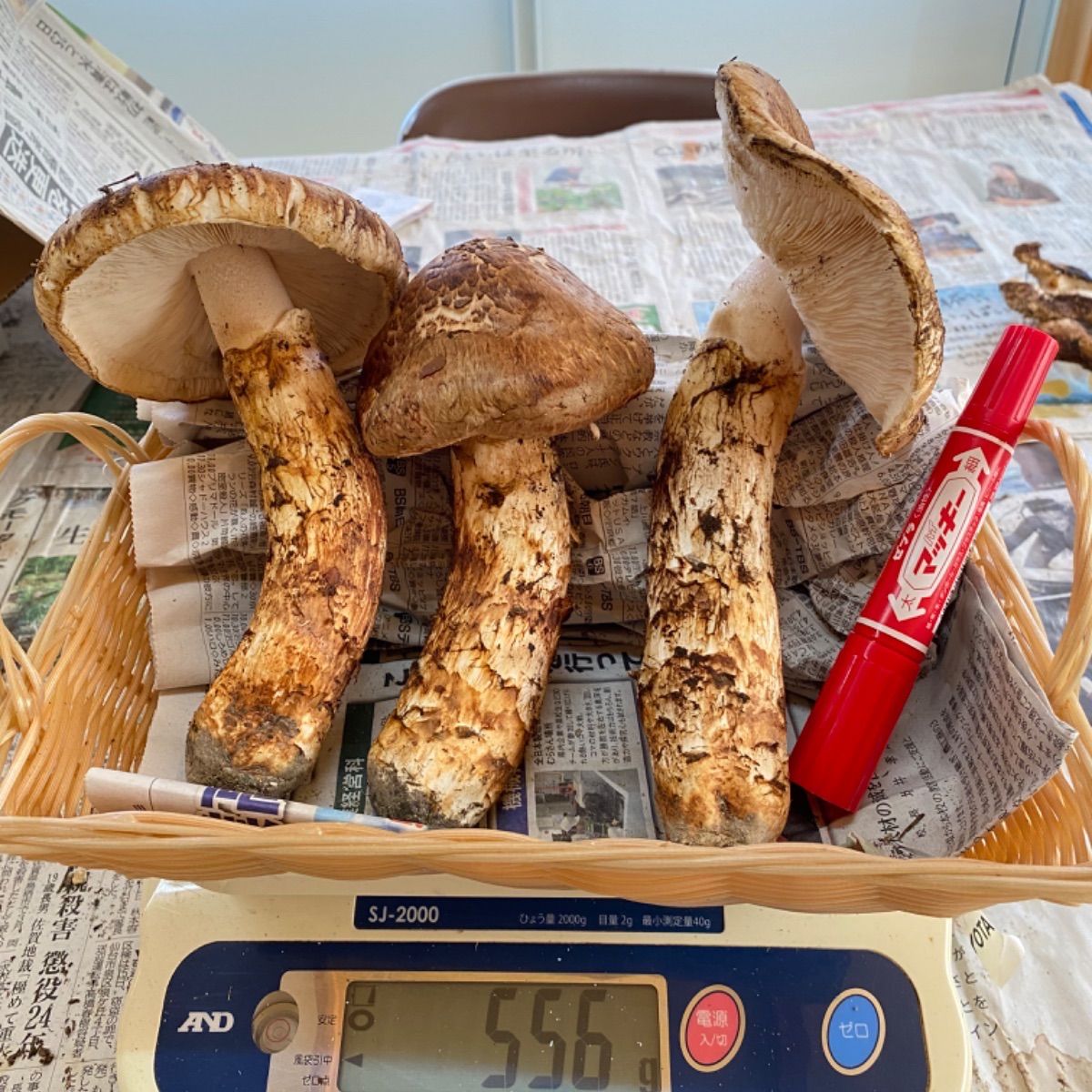 今朝採れたて国産松茸ひらき500g!!良品!! - メルカリ 今朝採れたて国産松茸ひらき500g!!良品!! - メルカリ