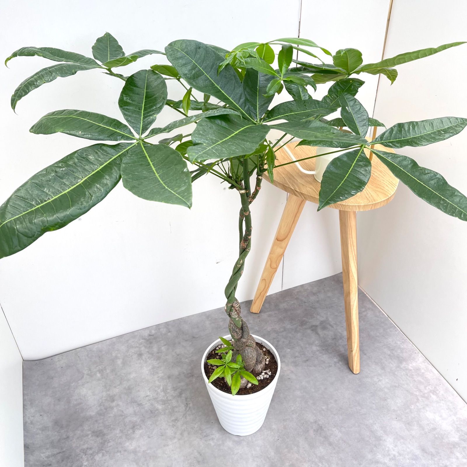 パキラ　ねじり　10【現品】観葉植物　室内　大型 パキラ ねじり 10【現品】観葉植物 室内 大型 - メルカリ