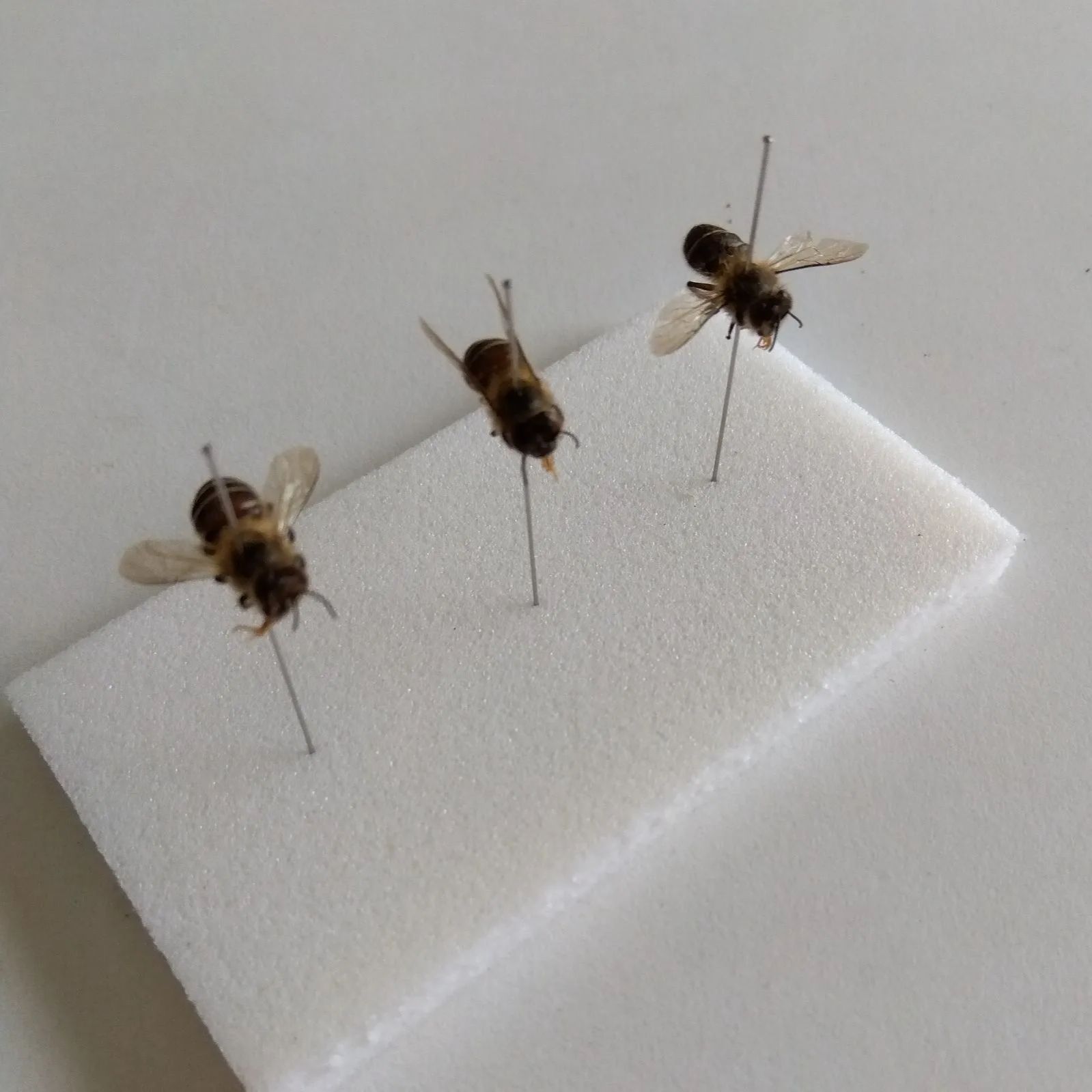 昆虫標本　ニホンミツバチ　巣盤　3番　3270g 昆虫標本 ニホンミツバチ 巣盤 3番 3270g