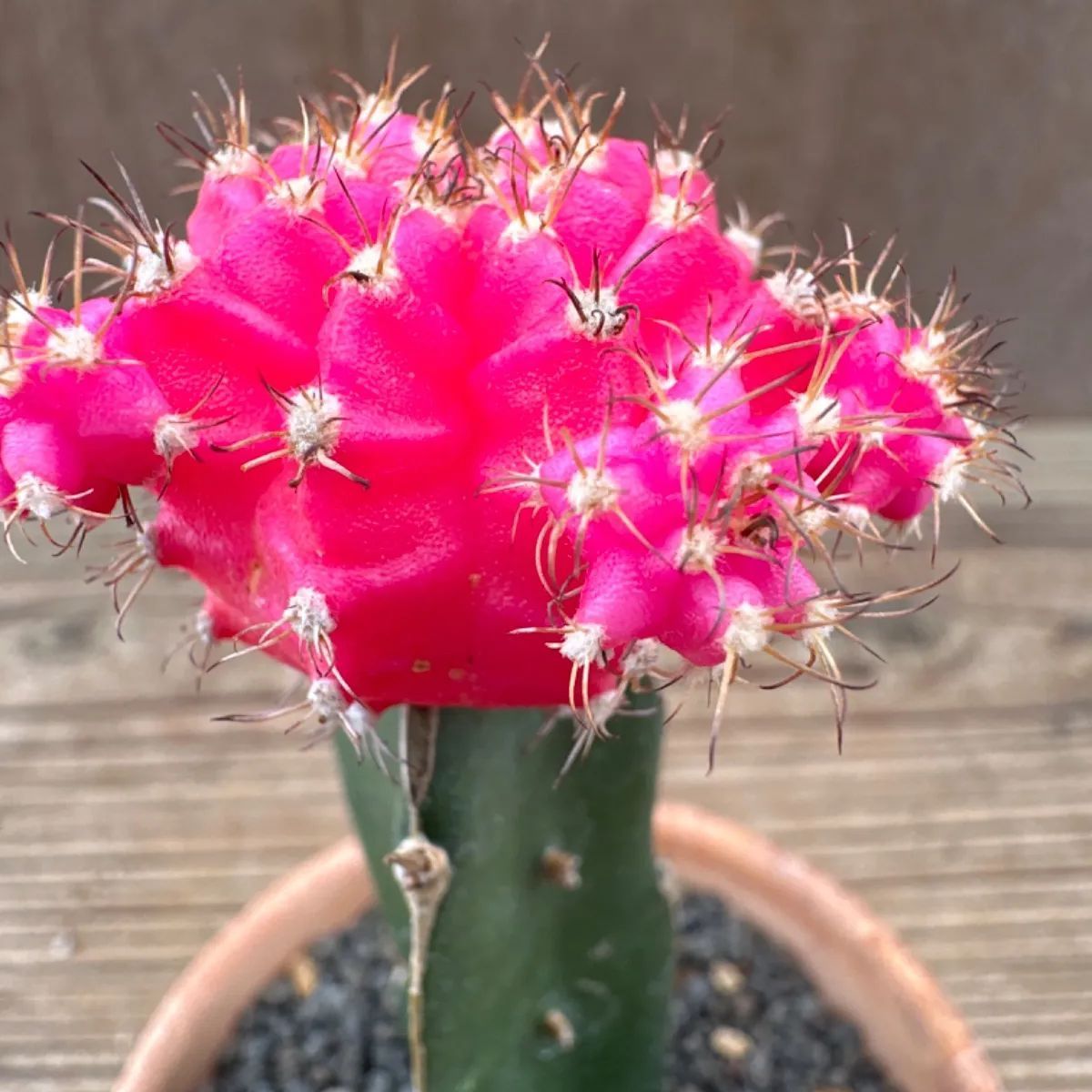 緋牡丹 鉢植え ピンク 羊 Gymnocalycium サボテン科ギムノカリキウム属 現品 観葉植物 観葉 植物 多肉植物 多肉 カクタス サボテン  インテリア プレゼント ミニ 小さい おうち時間 - メルカリ