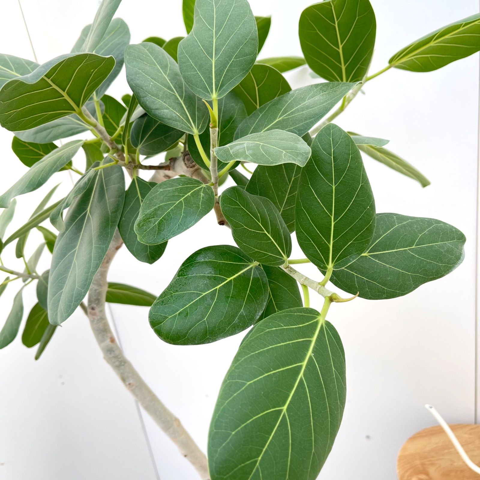 現品 33番 フィカス ベンガレンシス 曲がり 室内 大型 99番 フィカス