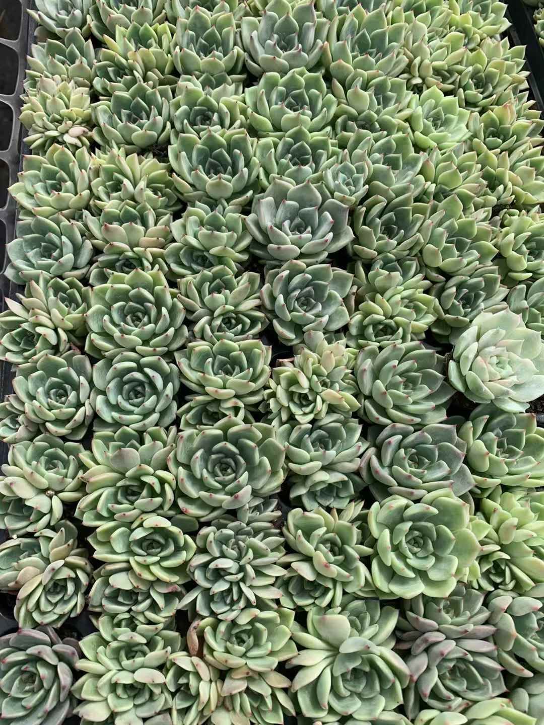 k*o様 D780　花火　105苗セット　多肉植物　土根付き　エケベリア　サボテ D780 花火 105苗セット 多肉植物 土根付き エケベリア サボテン