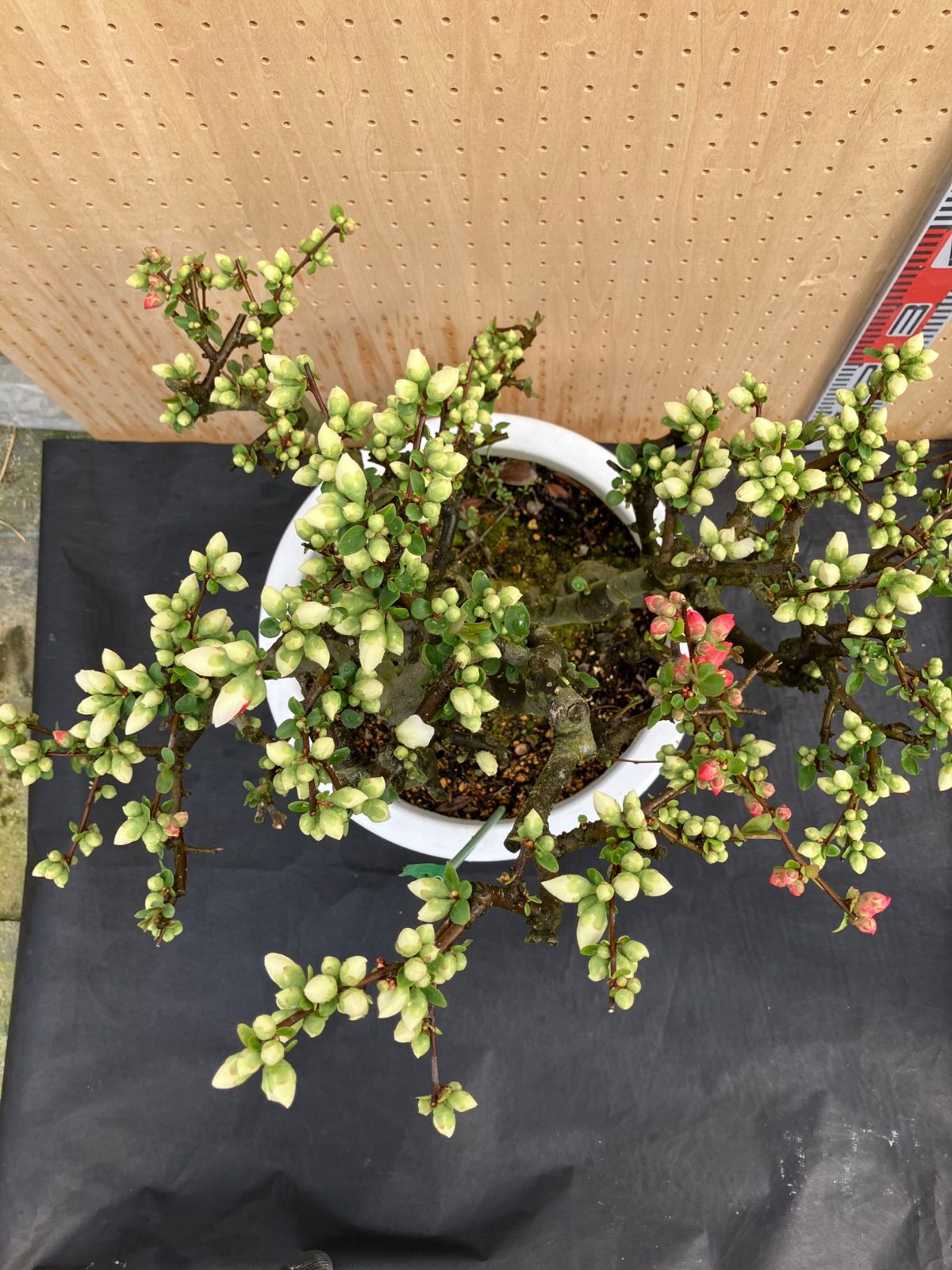 ボケ(日月星) 盆栽 ぼけ〔日月星〕 | 盆栽、盆栽書籍、盆栽鉢の通販│近代出版