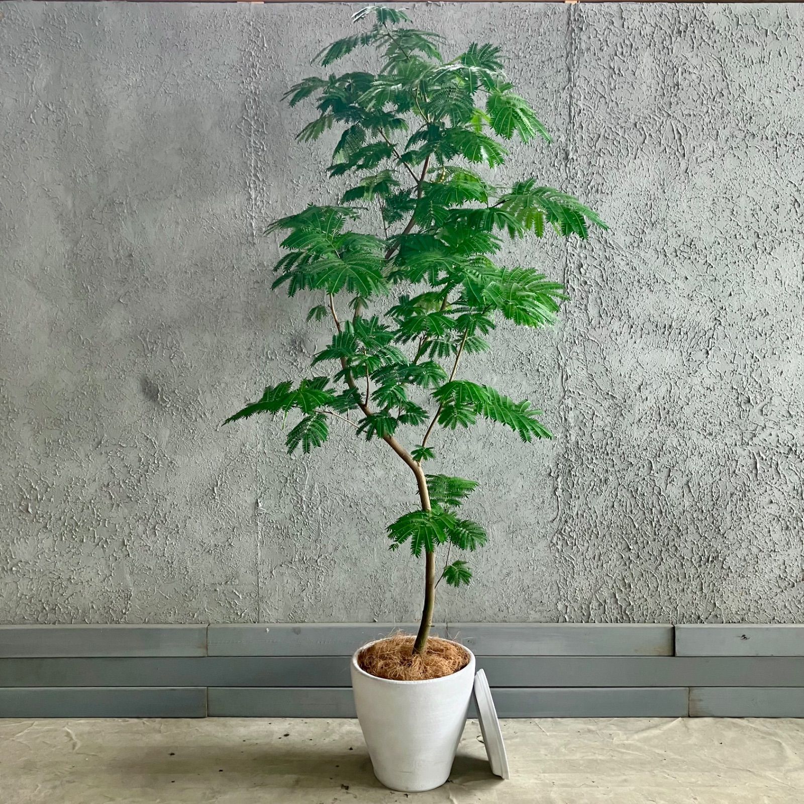 大型 美樹形 118cm】 曲がりエバーフレッシュ 7号サイズ