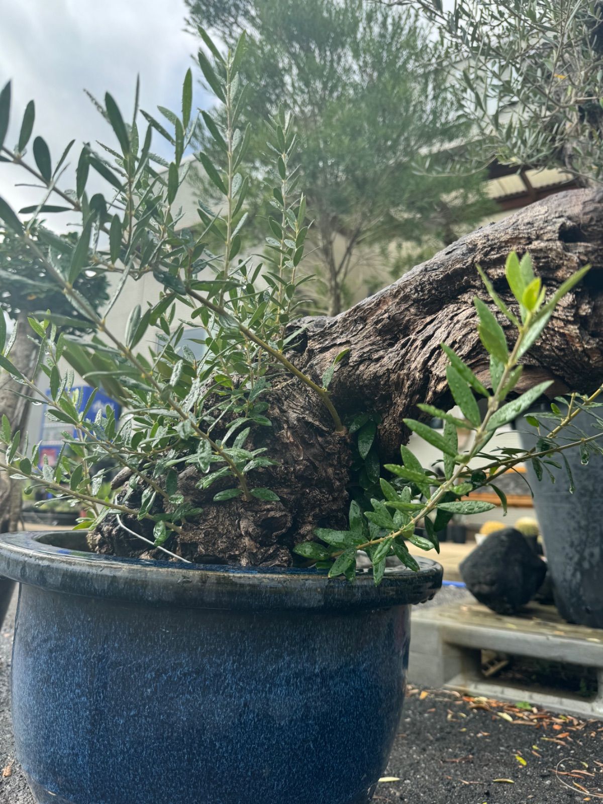 (引取り限定)オリーブの木 オリーブの木【引取り限定】 引取り限定)オリーブの木 オリーブの木【引