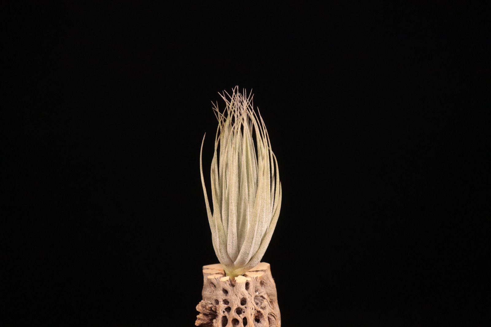 送料無料】Billbergia 'Dorothy Berg'〔ビルベルギア〕現品発送B0279