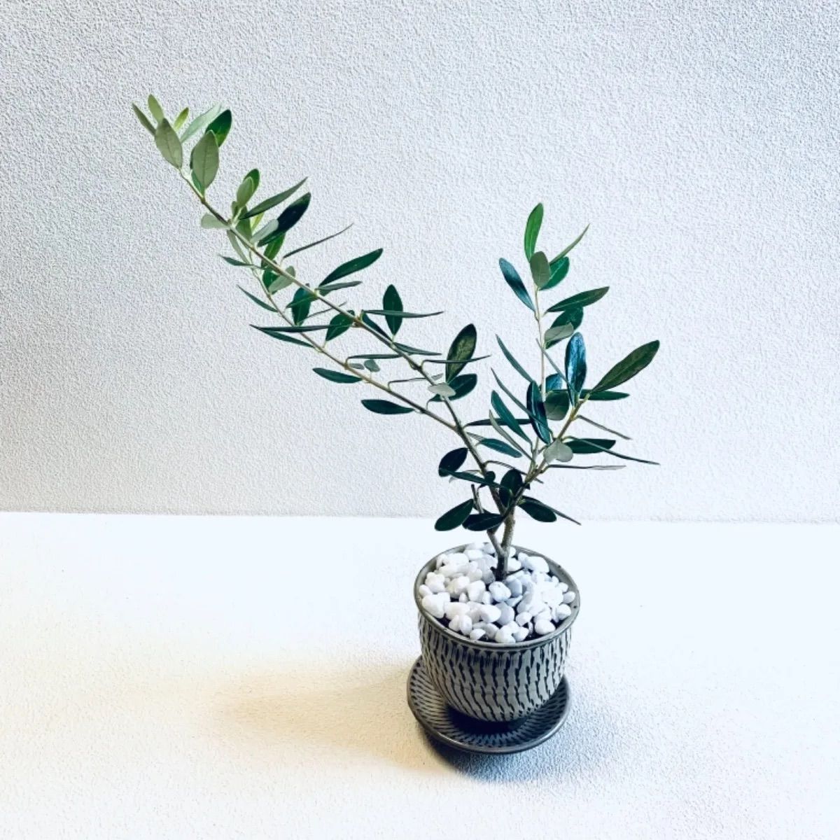 小豆島産オリーブ 希少種 ワッガベルダル 小豆島産オリーブ 希少種 ワッガベルダル