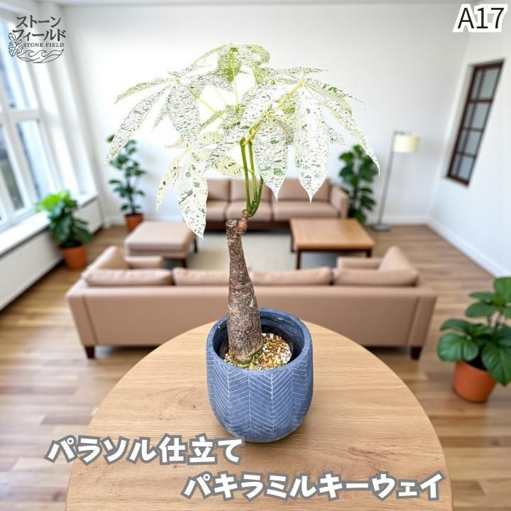 実生パキラミルキーウェイA17/枝分岐パラソル仕立て/無機質用土