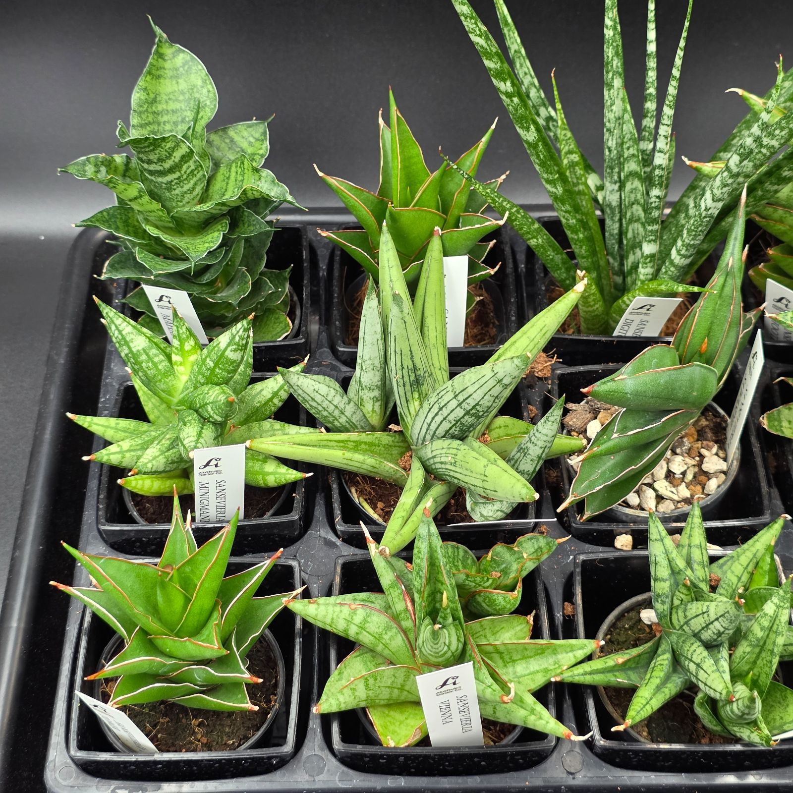 サンスベリア 希少種12品種アソートセット - メルカリ