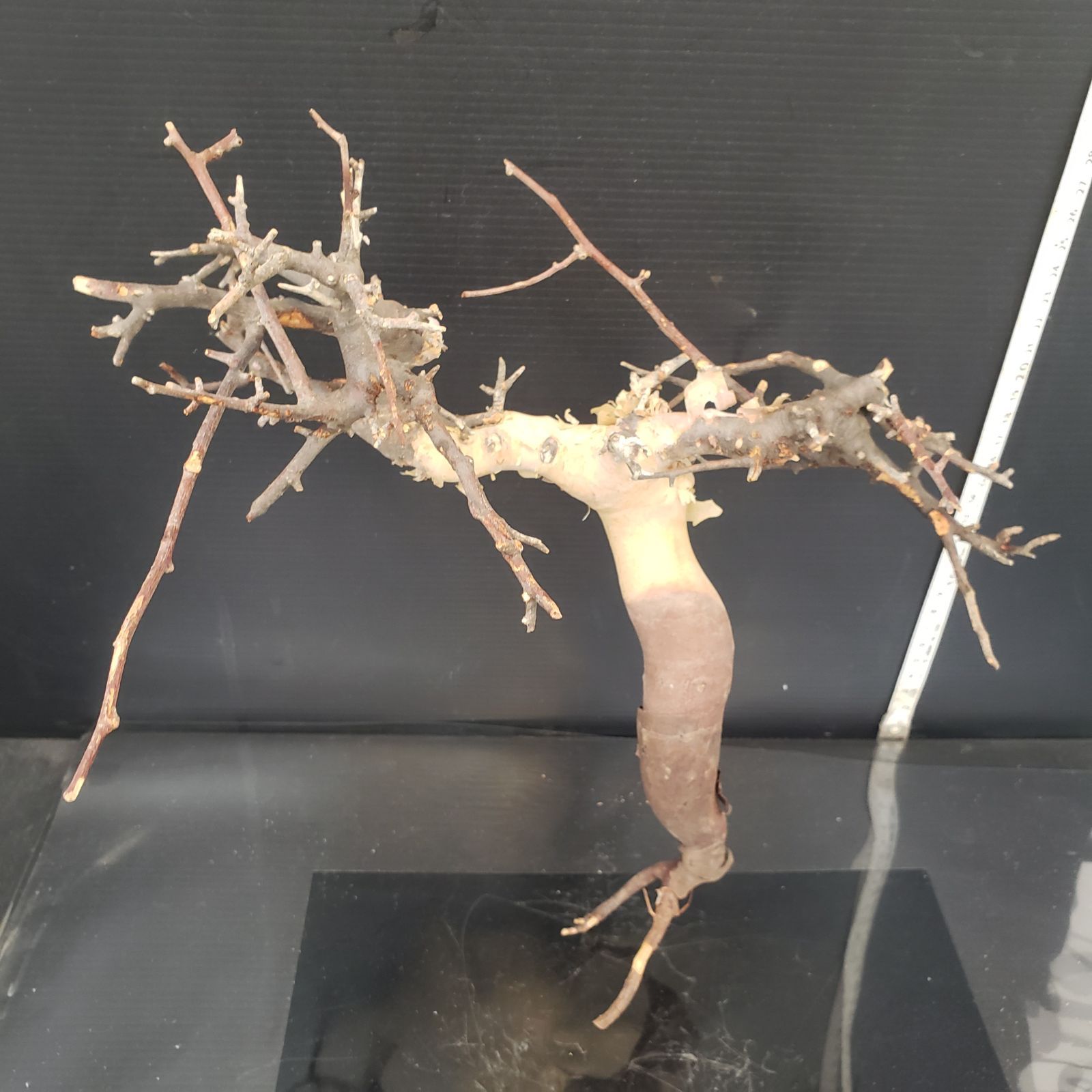 Z426 最新到着 Commiphora カタフピュア 現地球 抜き苗 灌木系 塊根植物 コミュフォラ カタフピュア