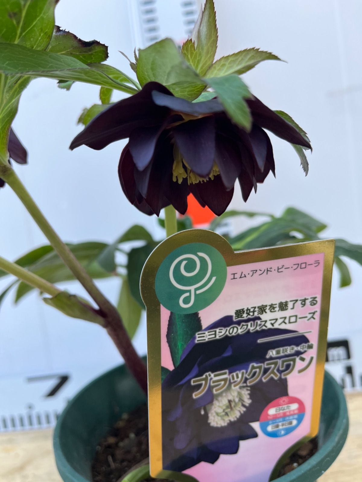 クリスマスローズ苗開花株 ダブル.ブラックスワン4号 - メルカリ