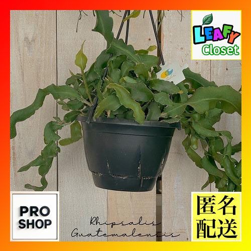 希少 パープルリプサリス ディソカクタス アマゾニクス 5号 吊り鉢