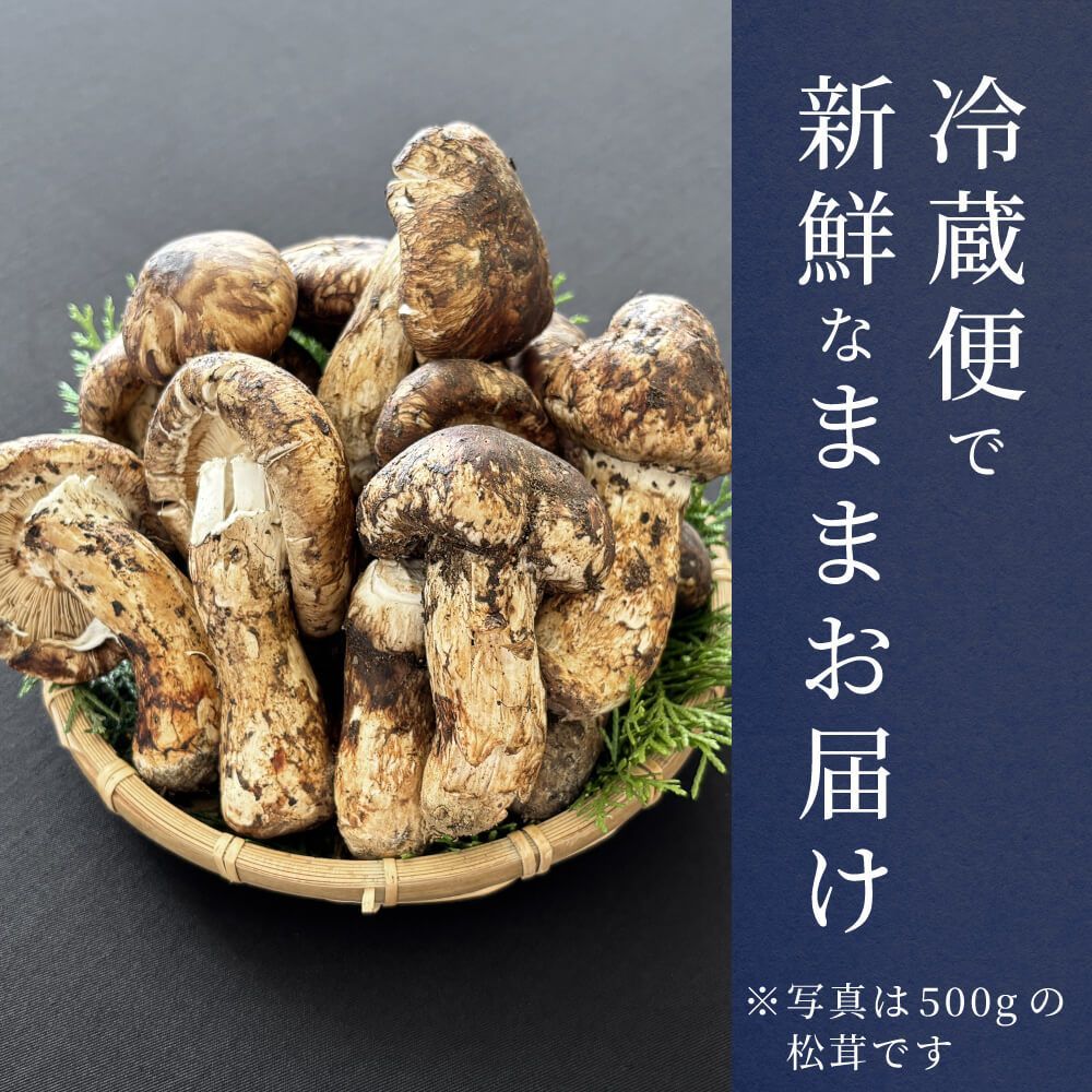 北海道　松茸　500g 訳あり 生松茸 訳あり 約500g＜開き方・大きさおまかせ＞空輸 中国産