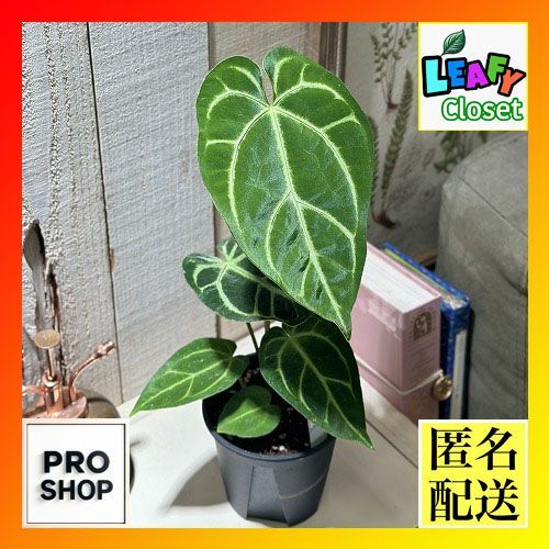 アンスリウム サウスアメリカ クリスタナム 5号 吊り鉢 アンスリウム サウスアメリカ クリスタナム 5号 吊り鉢 アンスリウム