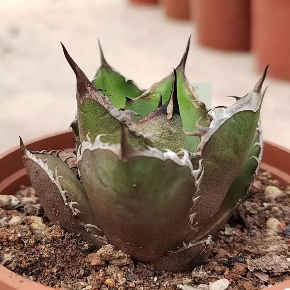 特選中株 アガベ チタノタ ブラックファイヤー 黒火焔 極上品 極上强裏