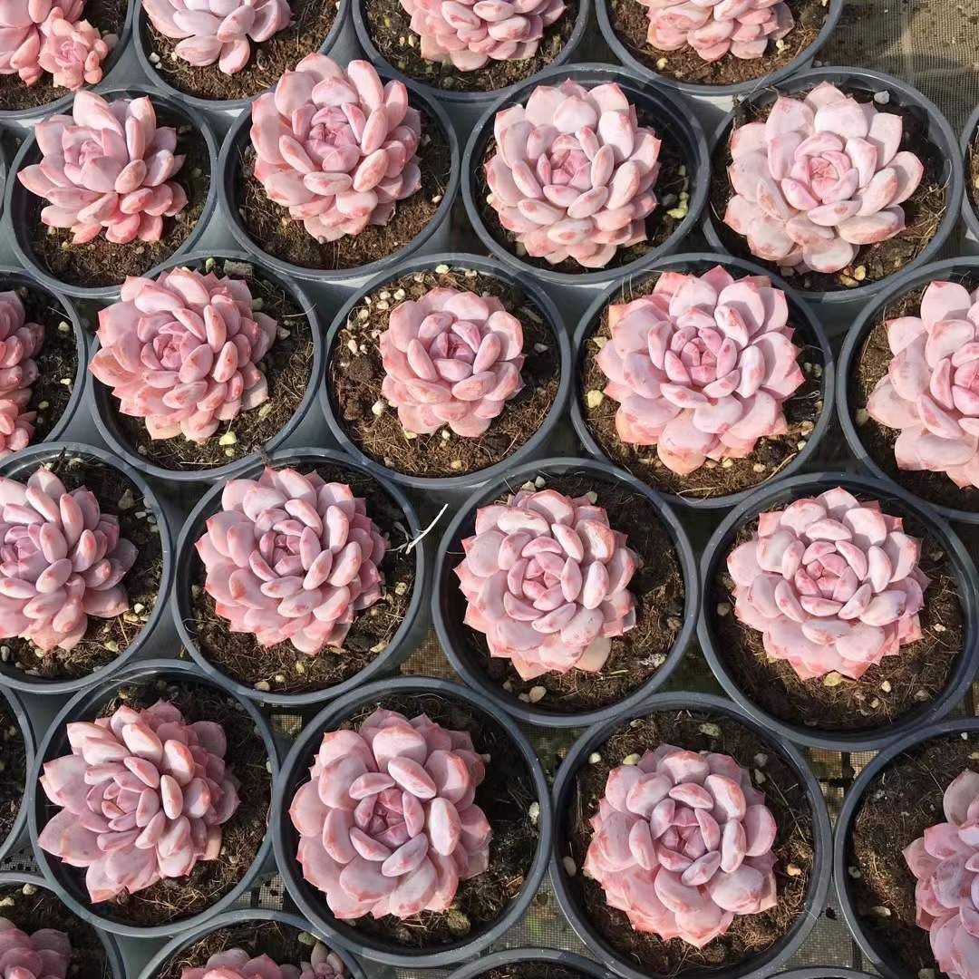 ギョクフヨウ 抜き苗