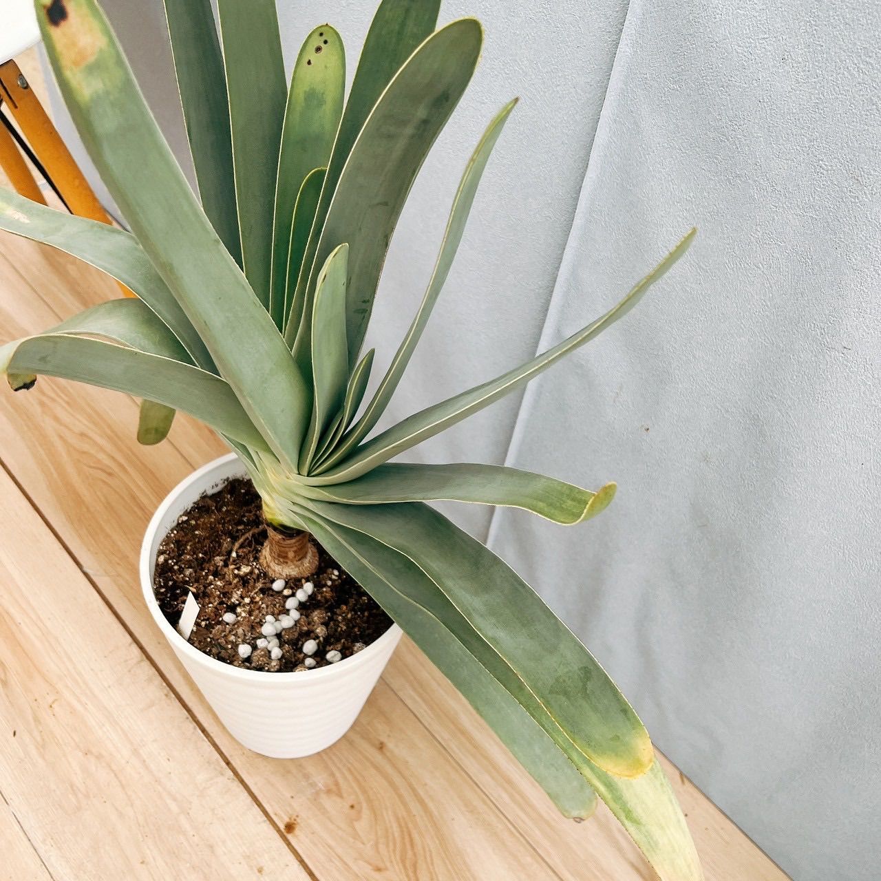 観葉植物 ［現品］95番 アロエ プリカティリス 7号 クマラ 観葉植物 