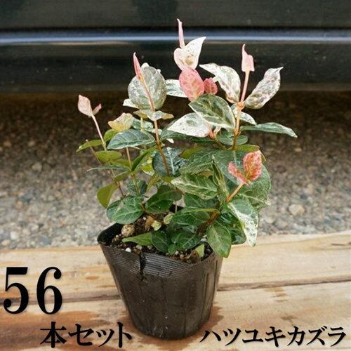 56本セット ハツユキカズラ 9.0cmポット