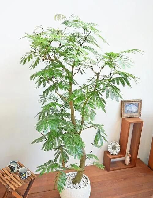 エバーフレッシュ　大型　極太幹　曲がり樹形　観葉植物　カッシーナ　アクタス エバーフレッシュ 大型 極太幹 曲がり樹形 観葉植物 カッシーナ