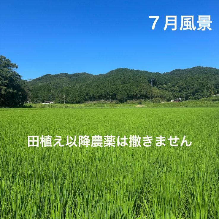 新米 山香米（ヒノヒカリ）5kg 令和7年産 大分県産- メルカリ