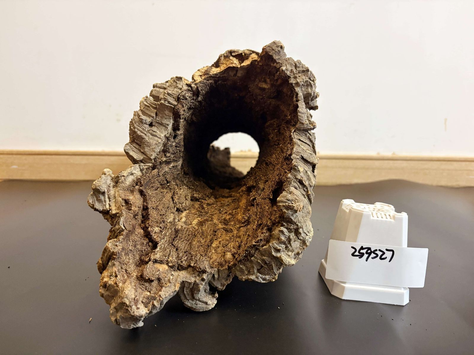 着生ラン 両生類