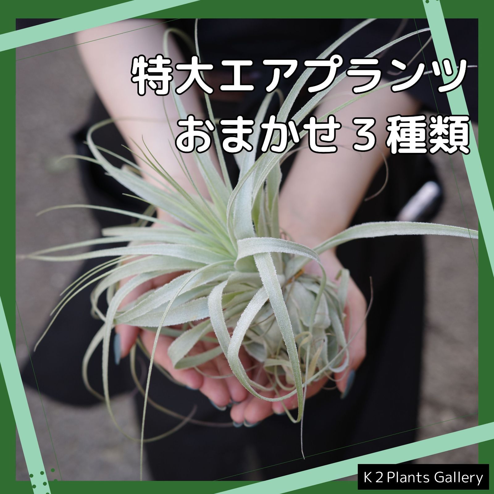 エアプランツ チランジア ココナッツグローブ 特大 エアプランツ チランジア ココナッツグローブ 特大