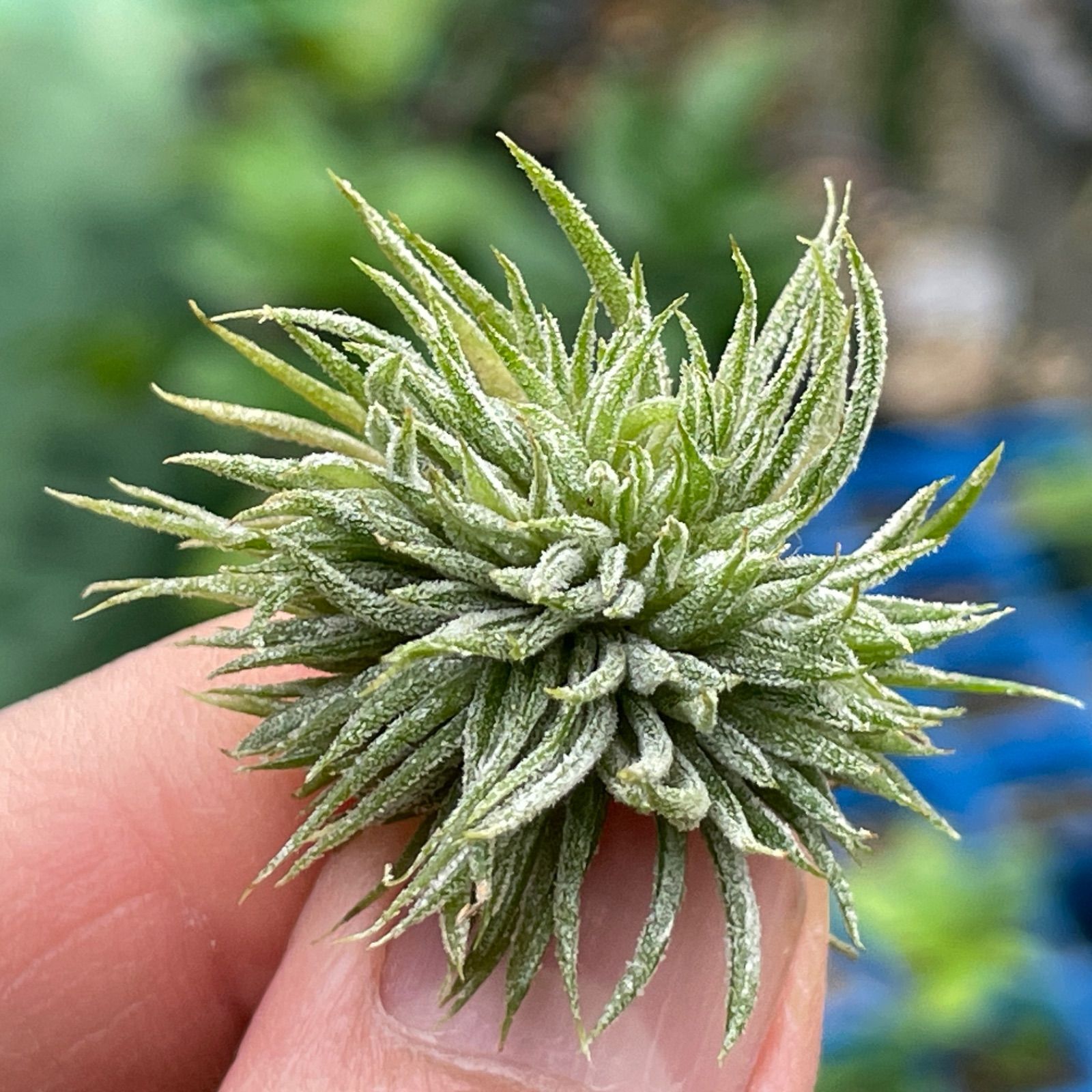 チランジア イオナンタ モンストローズ Tillandsia ionantha