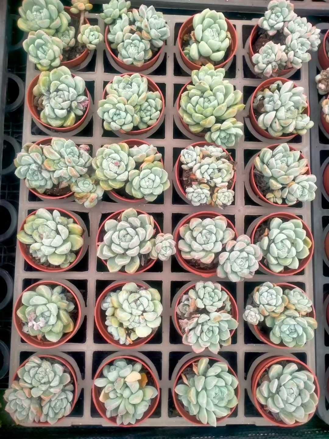 新発売 35株セット アイスグリーン 抜き苗 多肉植物 佐川急便発送