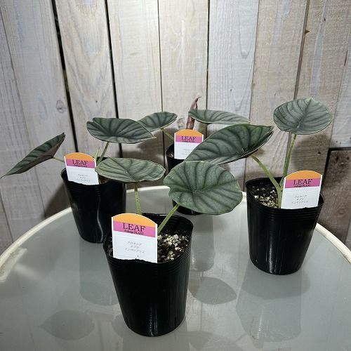 観葉植物 アロカシア インペリアリス 3号ロングポット ※多少の葉
