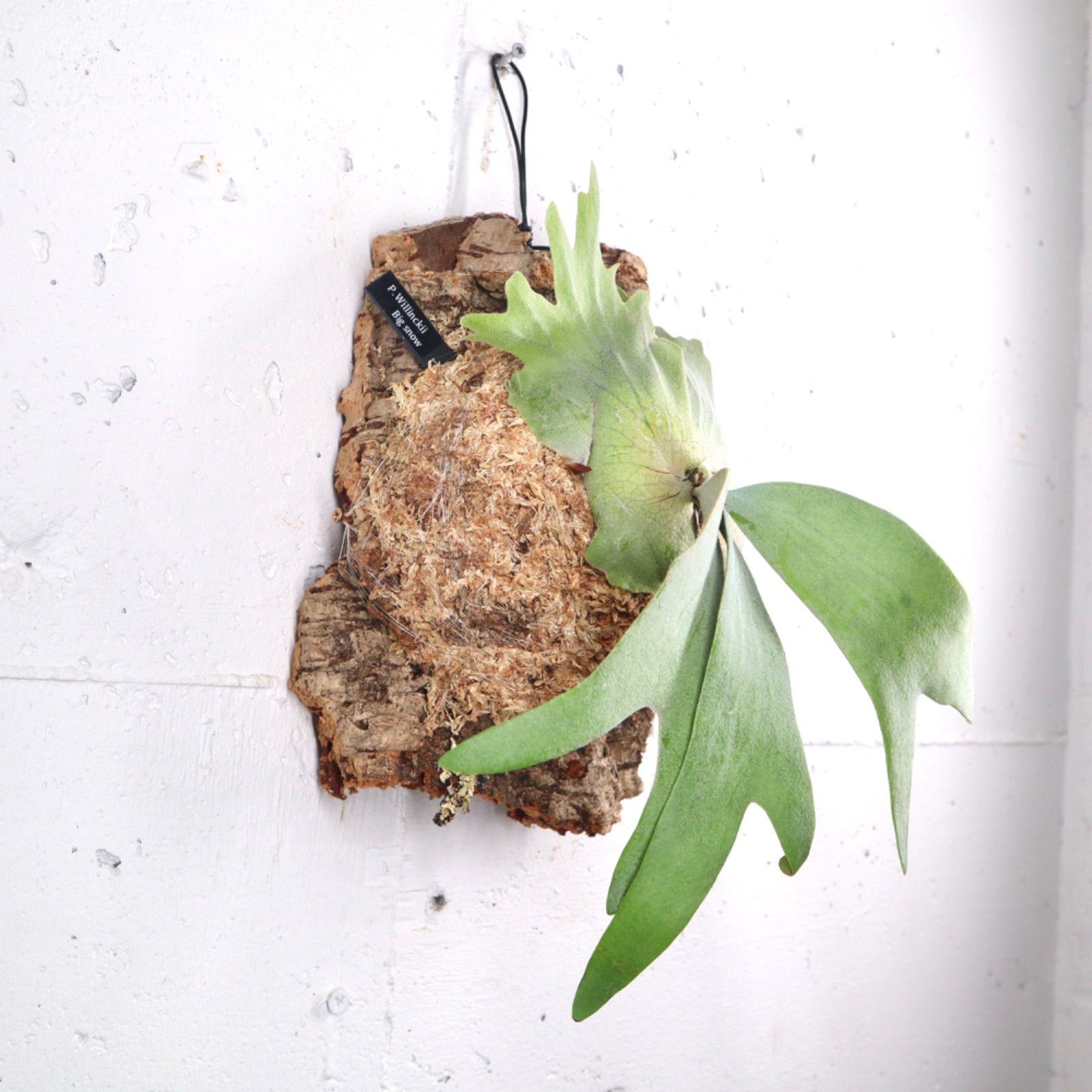 P1497 ビカクシダ ウィリンキービッグスノー P. Willinckii Big snow