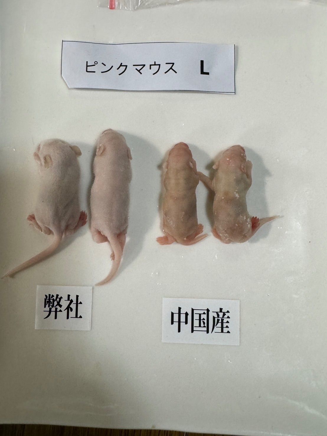 国産冷凍ピンクマウス