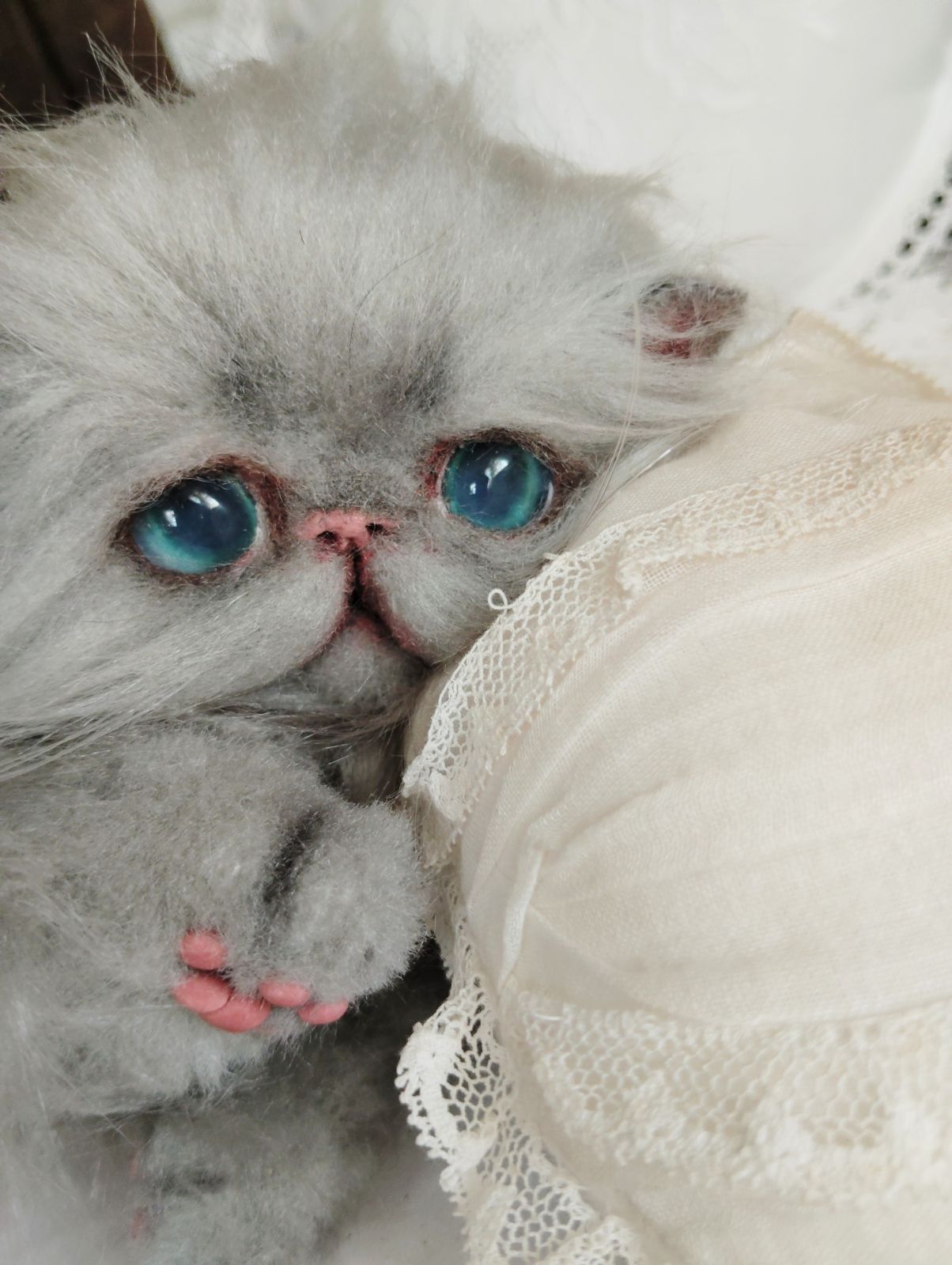 ふわふわグレー エキゾチックロングヘア子猫ちゃん