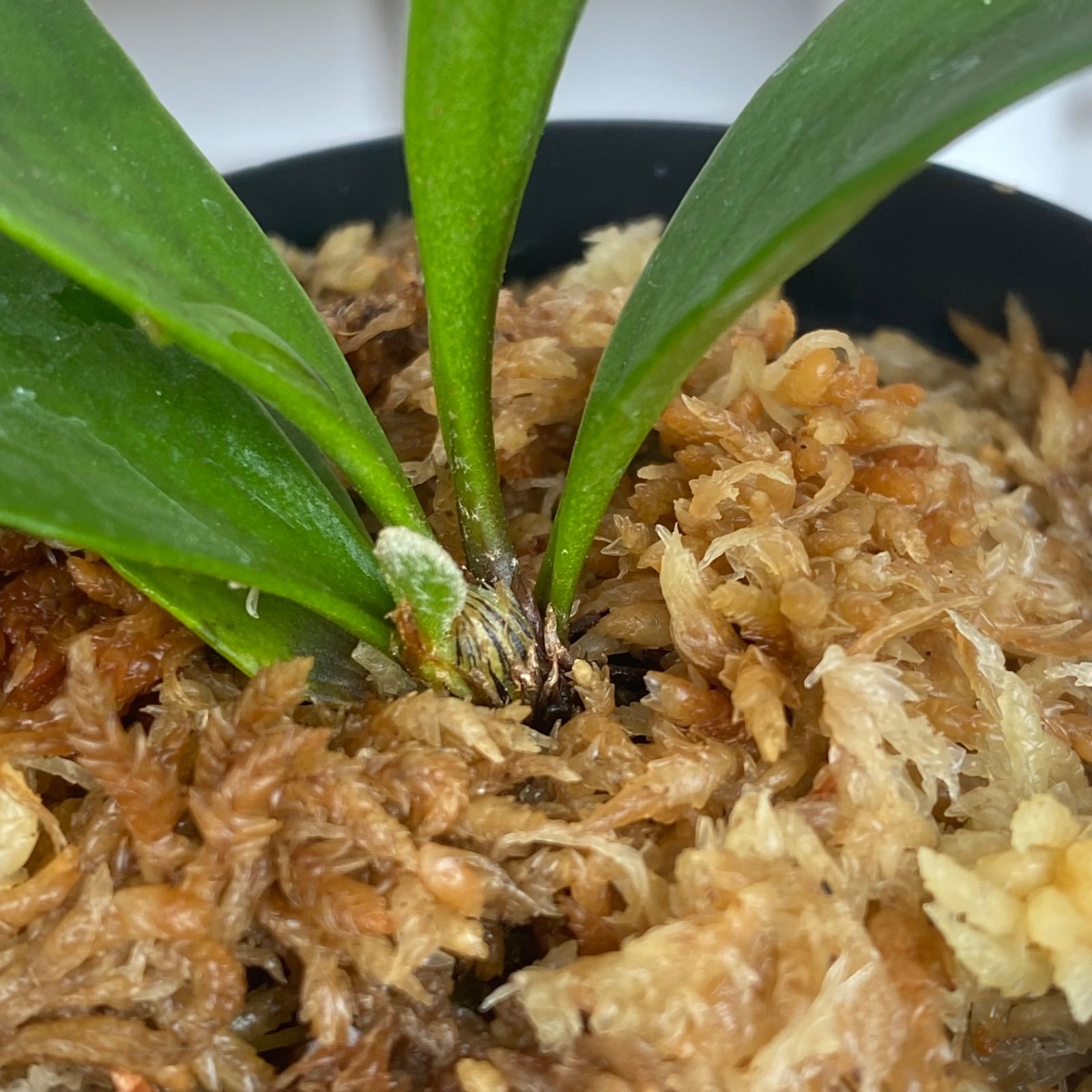 P. Flamenco（hillii x coronarium）TC ビカクシダ - メルカリ