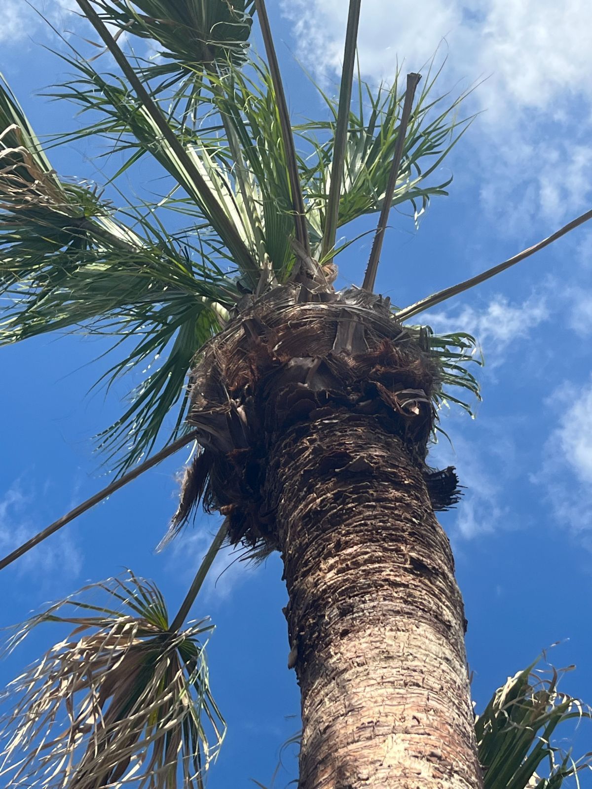 ビロウヤシ No.8 - メルカリ