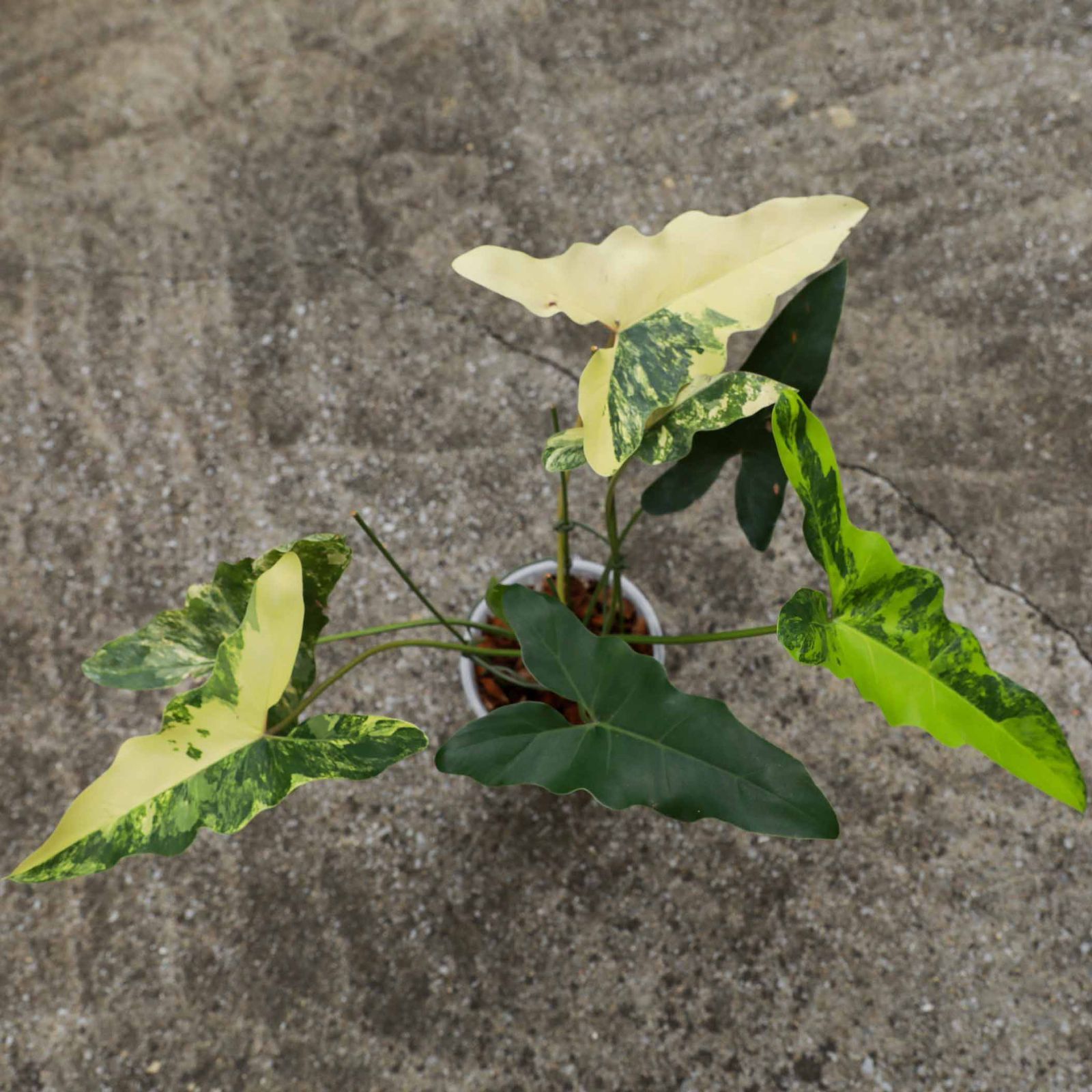 入手困難株】フィロデンドロン ウィリアムシー斑入り