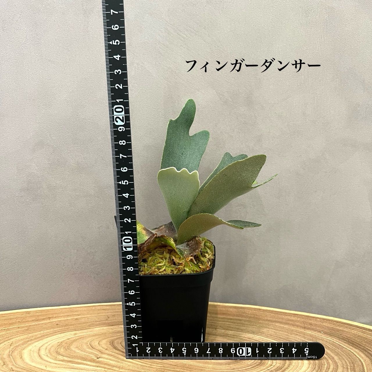 ビカクシダ7株セット安心サイズ胞子培養 ① ビカクシダ7株セット安心サイズ胞子培養 ① - メルカリ