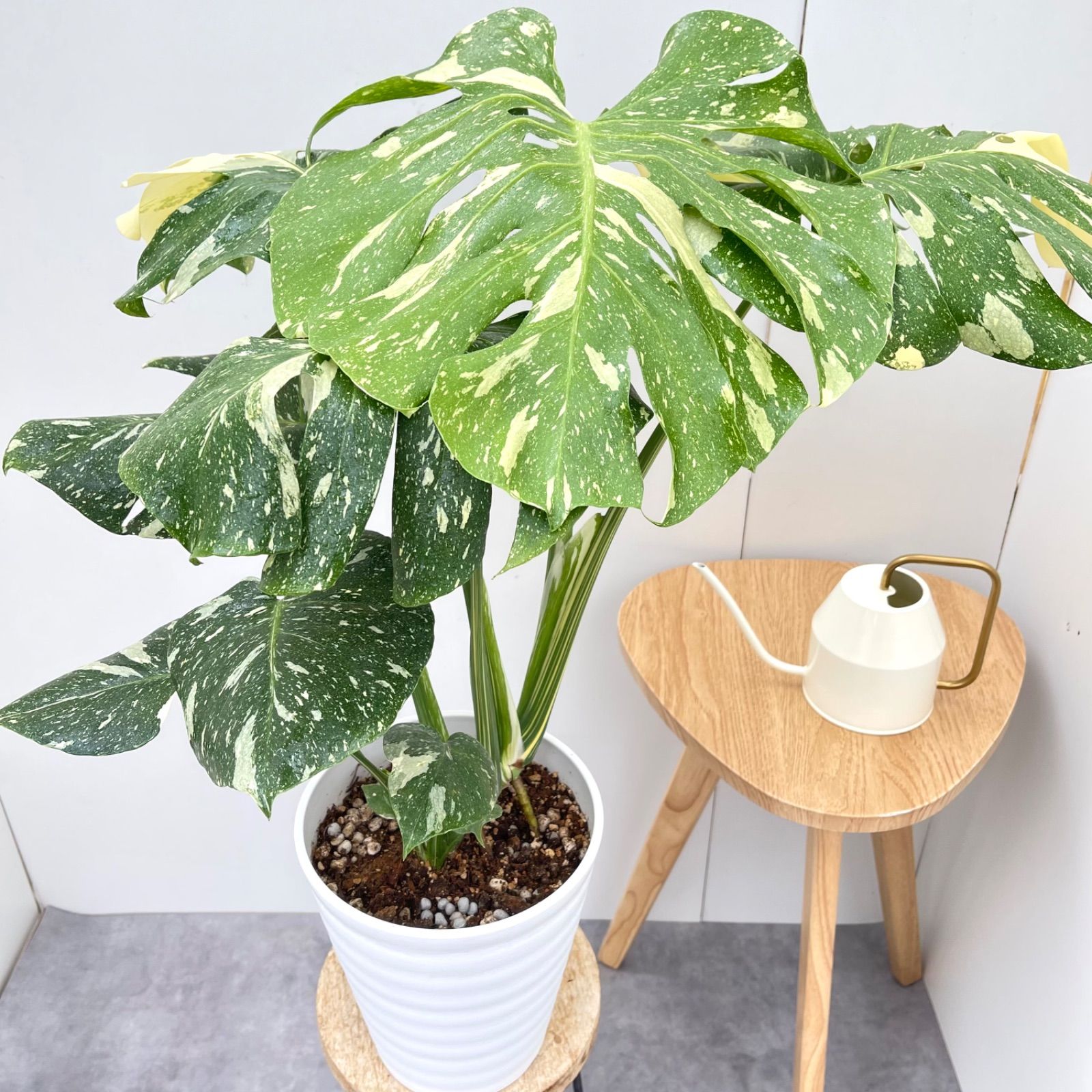 モンステラ デリシオーサ 斑入り 21 現品 観葉植物 室内