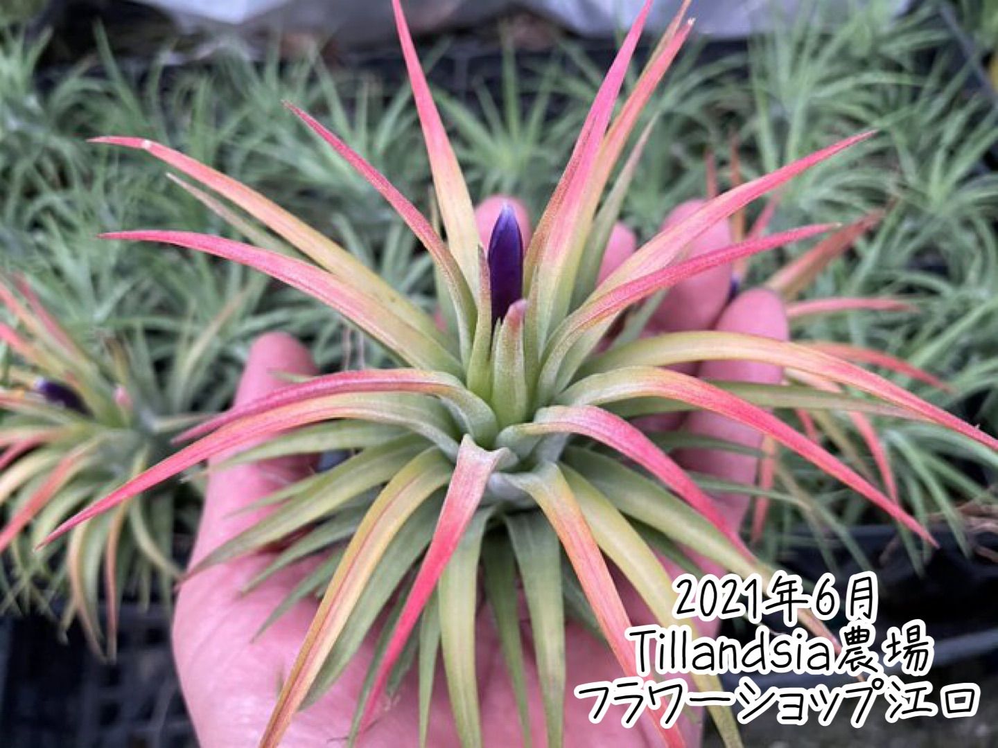 φ8×6]チランジア イオナンタ マキシマ アルビノ Tillandsia ionantha
